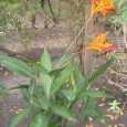 Asilo que fica em Campo Grande e abriga vovós de ambos os sexos, muitos cegos. Tem um jardim imenso e lindo , cuidado com muito amor por um de seus [&hellip;]